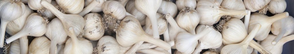 Garlic